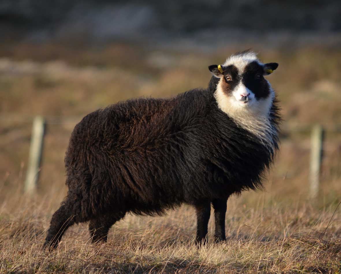 Black Foula Sheep