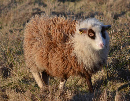 Moorit Foula Sheep
