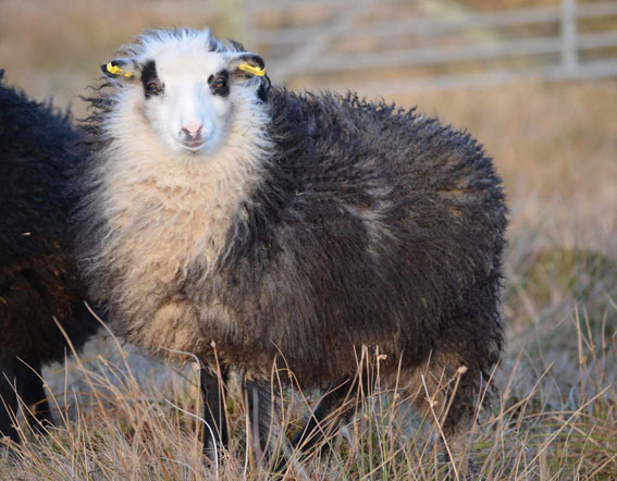 Grey Foula Sheep