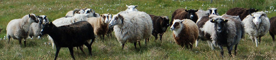 Foula Sheep