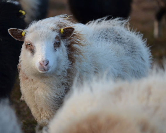 White Foula Sheep